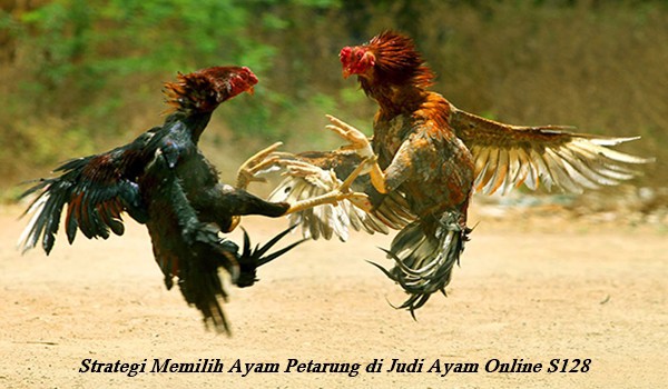 Strategi Memilih Ayam Petarung di Judi Ayam Online S128